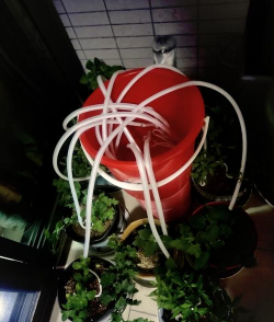 绯花玉怎么养，掌握关键技巧，轻松养出好状态