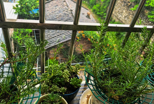 绯花玉怎么养，掌握关键技巧，轻松养出好状态