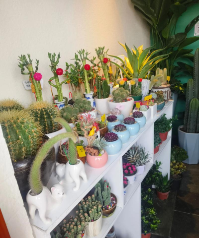 绯花玉怎么养，掌握关键技巧，轻松养出好状态