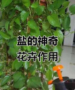 绯花玉怎么养，掌握关键技巧，轻松养出好状态