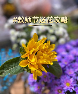 绯花玉怎么养，掌握关键技巧，轻松养出好状态