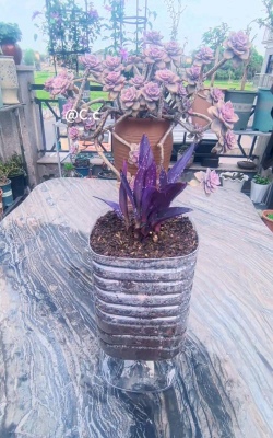 绯花玉怎么养，掌握关键技巧，轻松养出好状态