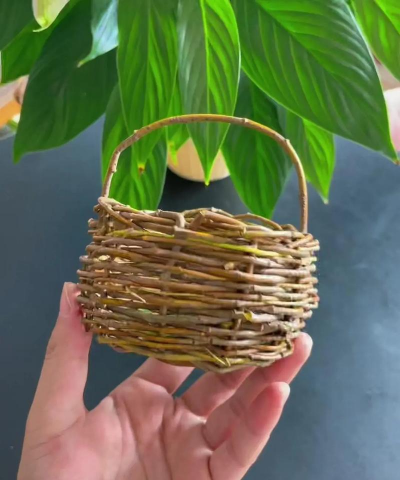 绯花玉怎么养，掌握关键技巧，轻松养出好状态