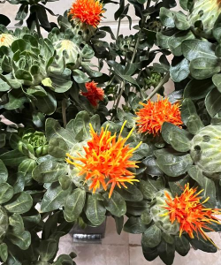 绯花玉怎么养，掌握关键技巧，轻松养出好状态