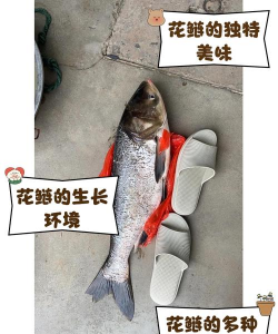 芍药花怎么养，掌握关键要点，花开更鲜艳