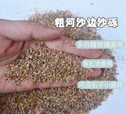 芍药花怎么养，掌握关键要点，花开更鲜艳