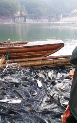芍药花怎么养，掌握关键要点，花开更鲜艳