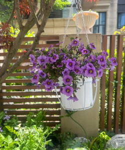 芍药花怎么养，掌握关键要点，花开更鲜艳