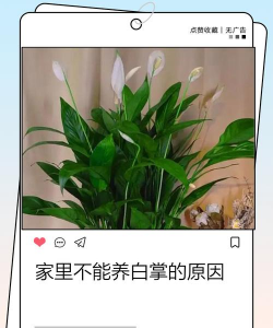 芍药花怎么养，掌握关键要点，花开更鲜艳