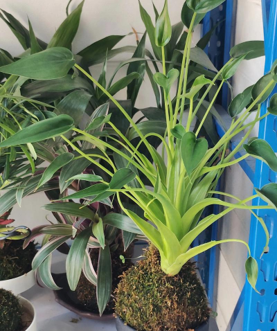 芍药花怎么养，掌握关键要点，花开更鲜艳