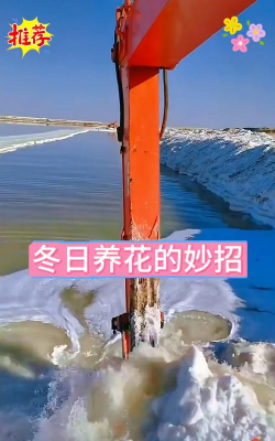 芍药花怎么养，掌握关键要点，花开更鲜艳