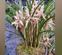 芍药花怎么养，掌握关键要点，花开更鲜艳