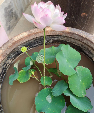 绿化景观设计，提升环境品质，创造宜人空间