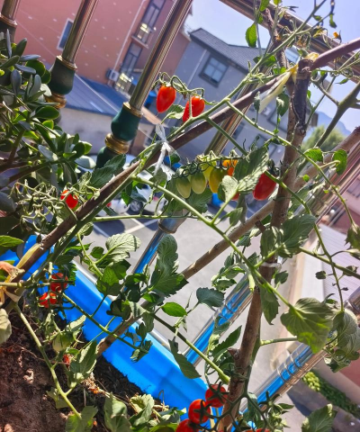 绿化景观设计，提升环境品质，创造宜人空间