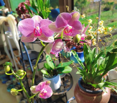 绿化景观设计，提升环境品质，创造宜人空间