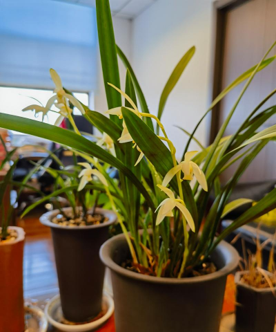 绿化景观设计，提升环境品质，创造宜人空间