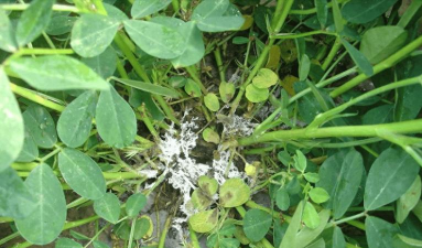 绿化景观设计，提升环境品质，创造宜人空间