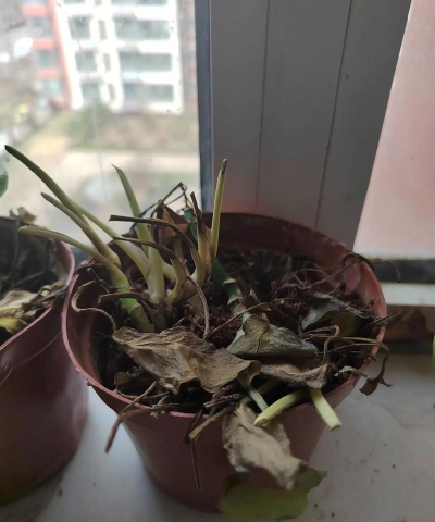 葡萄栽培，掌握关键技术，实现优质丰产