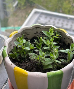 柿树虫病防治，识别常见虫害，掌握有效方法