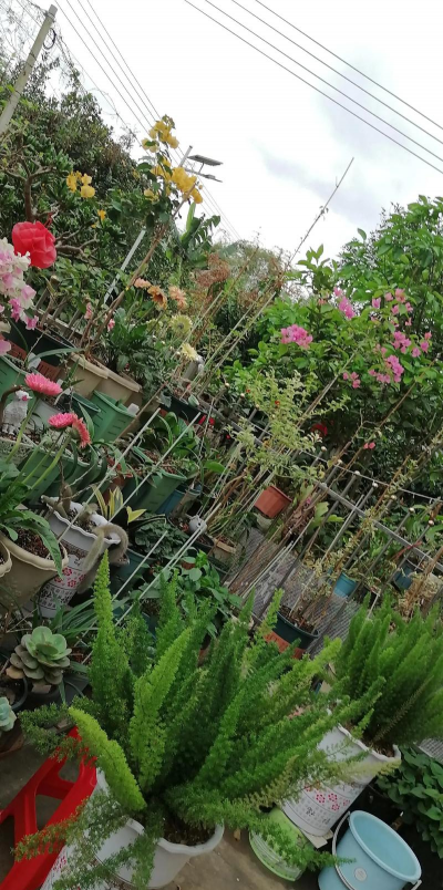 绿化景观设计，提升环境品质，创造宜人空间