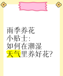 玫瑰花怎么养才不会枯萎，掌握浇水施肥技巧，轻松延长花期