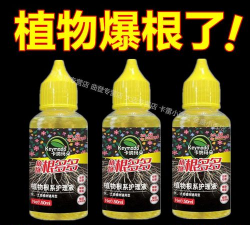 玫瑰花怎么养才不会枯萎，掌握浇水施肥技巧，轻松延长花期