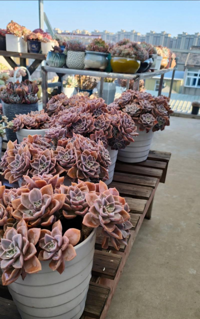 葡萄栽培，掌握关键技术，实现优质丰产