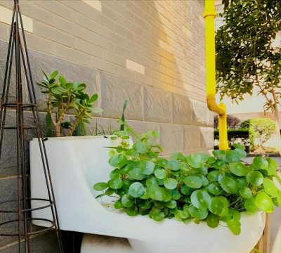 玫瑰花怎么养才不会枯萎，掌握浇水施肥技巧，轻松延长花期