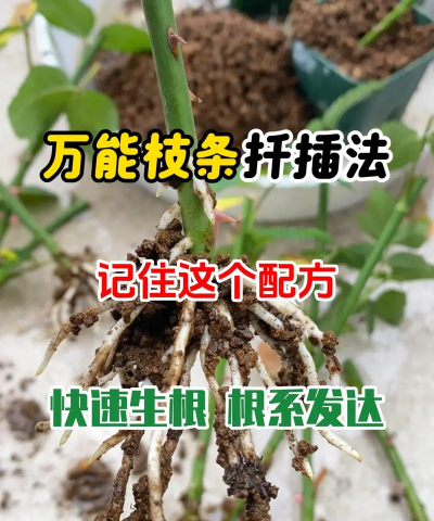 家庭养花用生根粉