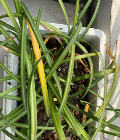 玫瑰花怎么养才不会枯萎，掌握浇水施肥技巧，轻松延长花期