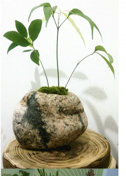 玫瑰花怎么养才不会枯萎，掌握浇水施肥技巧，轻松延长花期