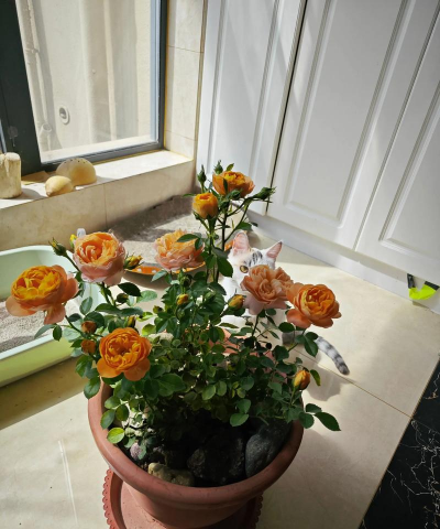 玫瑰花怎么养才不会枯萎，掌握浇水施肥技巧，轻松延长花期