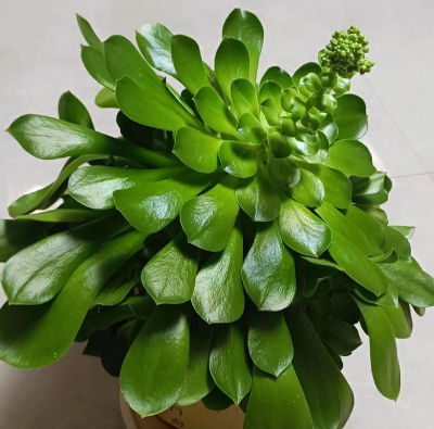 绿化景观设计，提升环境品质，创造宜人空间