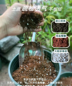 葡萄栽培，掌握关键技术，实现优质丰产