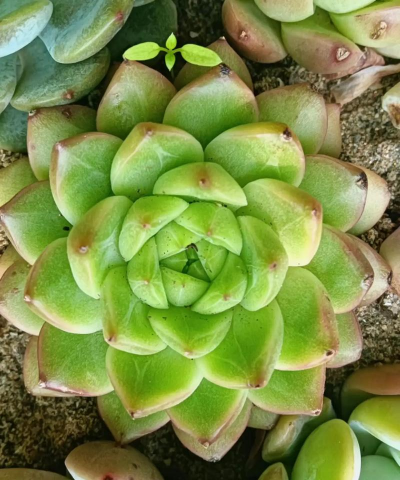 葡萄栽培，掌握关键技术，实现优质丰产