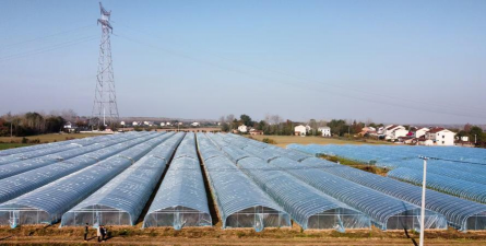 家庭养花用生根粉