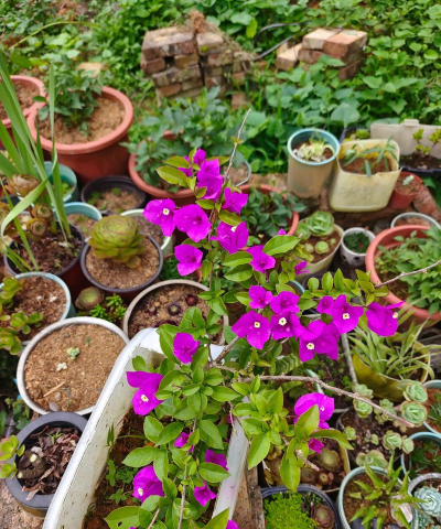 家庭养花用生根粉