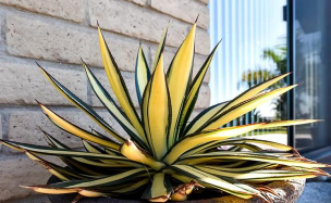 龙舌兰怎么砍头