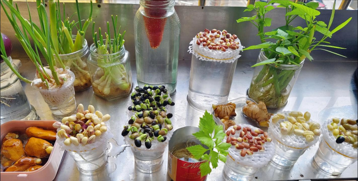 家庭养花用生根粉