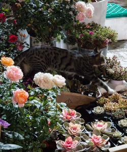 家庭养花用生根粉