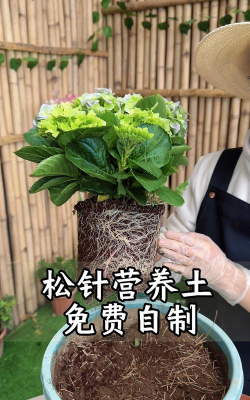 家庭养花用生根粉