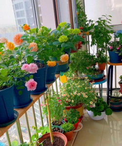 家庭养花用生根粉