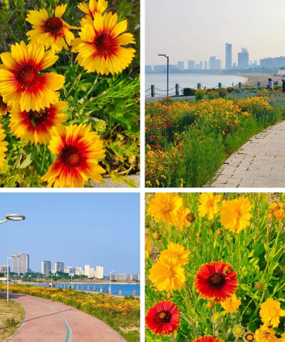 葡萄栽培，掌握关键技术，实现优质丰产