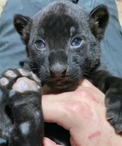 葡萄栽培，掌握关键技术，实现优质丰产