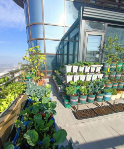 别墅园林绿化设计，打造私密空间，提升居住品质