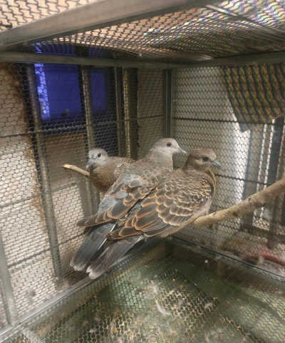 绿化景观设计，提升环境品质，创造宜人空间