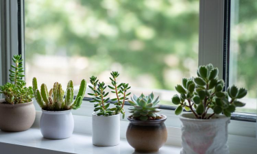 芍药花怎么养，掌握关键要点，花开更鲜艳