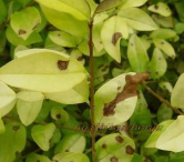 金叶女贞斑点病