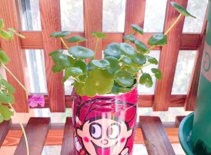 柿树虫病防治，识别常见虫害，掌握有效方法