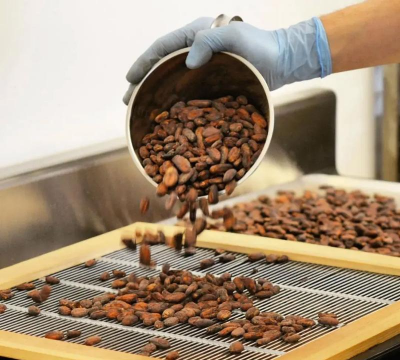 巧克力怎么繁殖